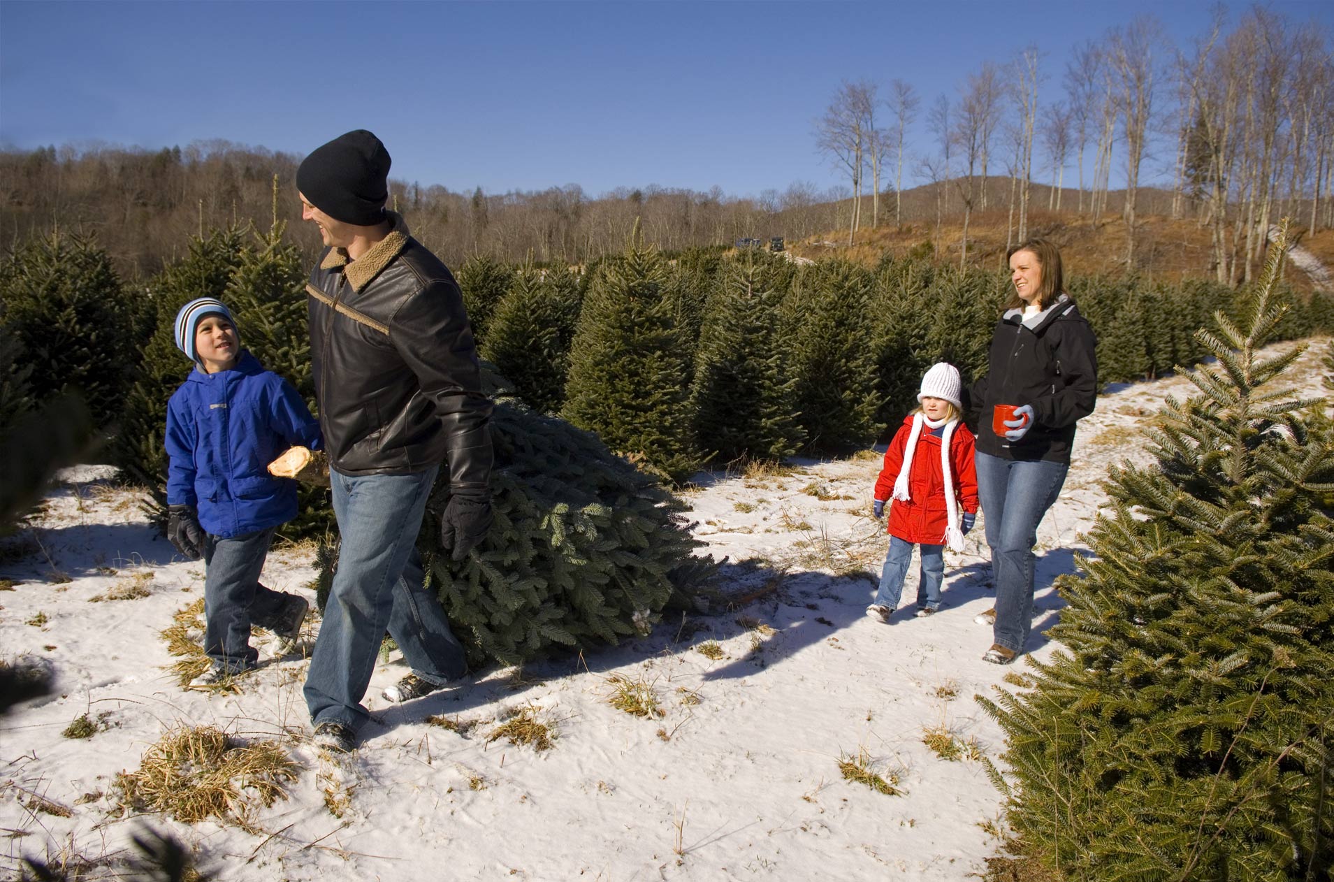 Tennessee Christmas Tree Growers – Christmas Tree Farms in Tennessee