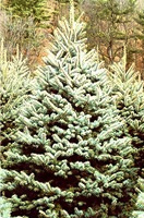 Christmas Tree Types - Blue Spruce