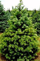 Christmas Tree Types - Concolor