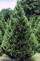 Christmas Tree Types - Leyland Cypress