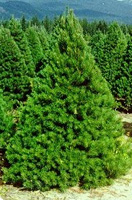 Christmas Tree Types - Scotch Pine