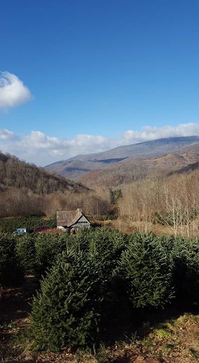 Roan Valley Tree Farm | Tennessee Christmas Tree Growers